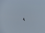 FZ004240 Buzzard.jpg